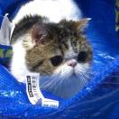猛哥唯粉