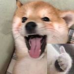 oOorange