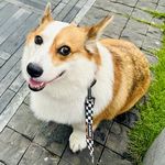 你们喜爱的阿保机